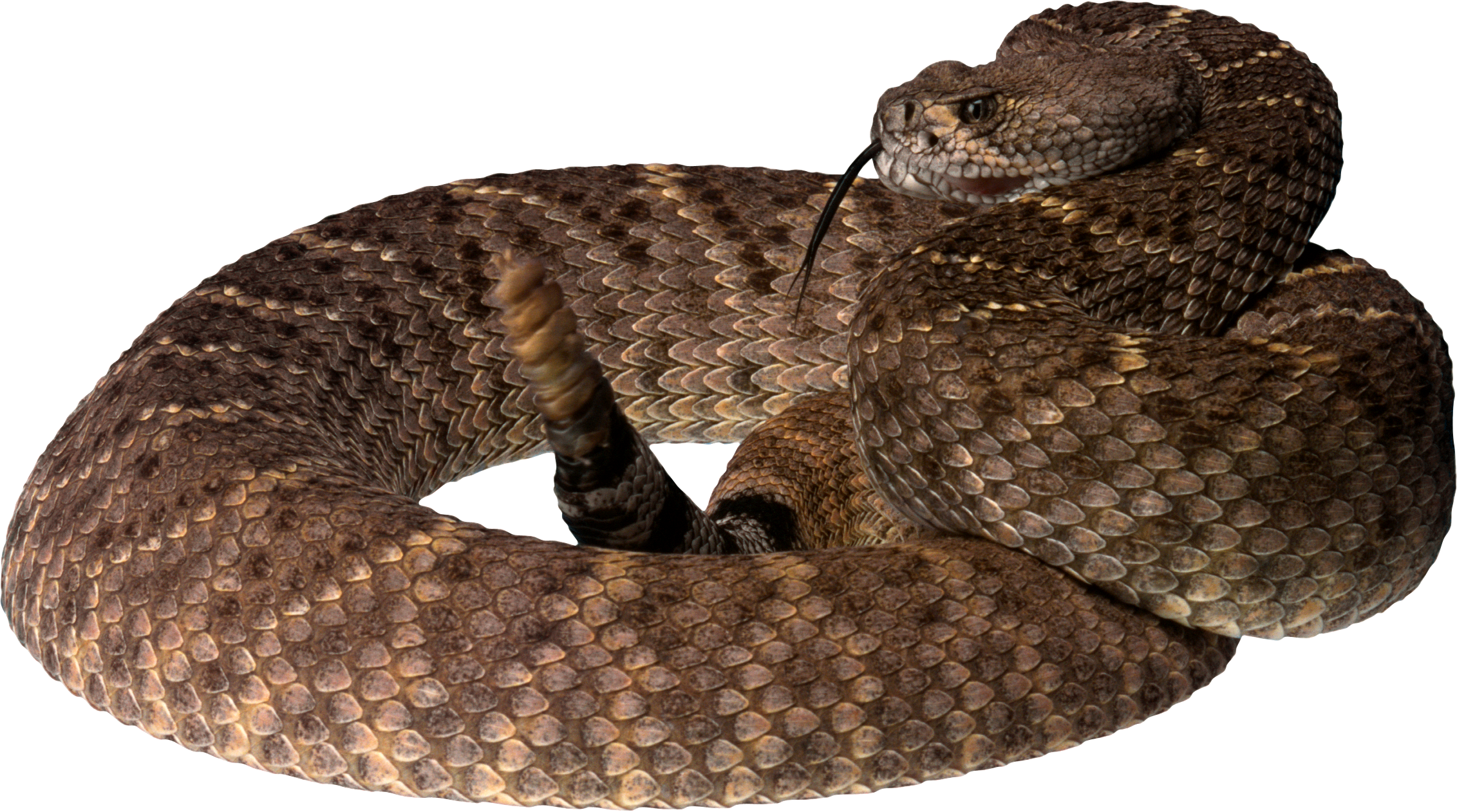 Rattlesnake PNG HQ pngteam.com