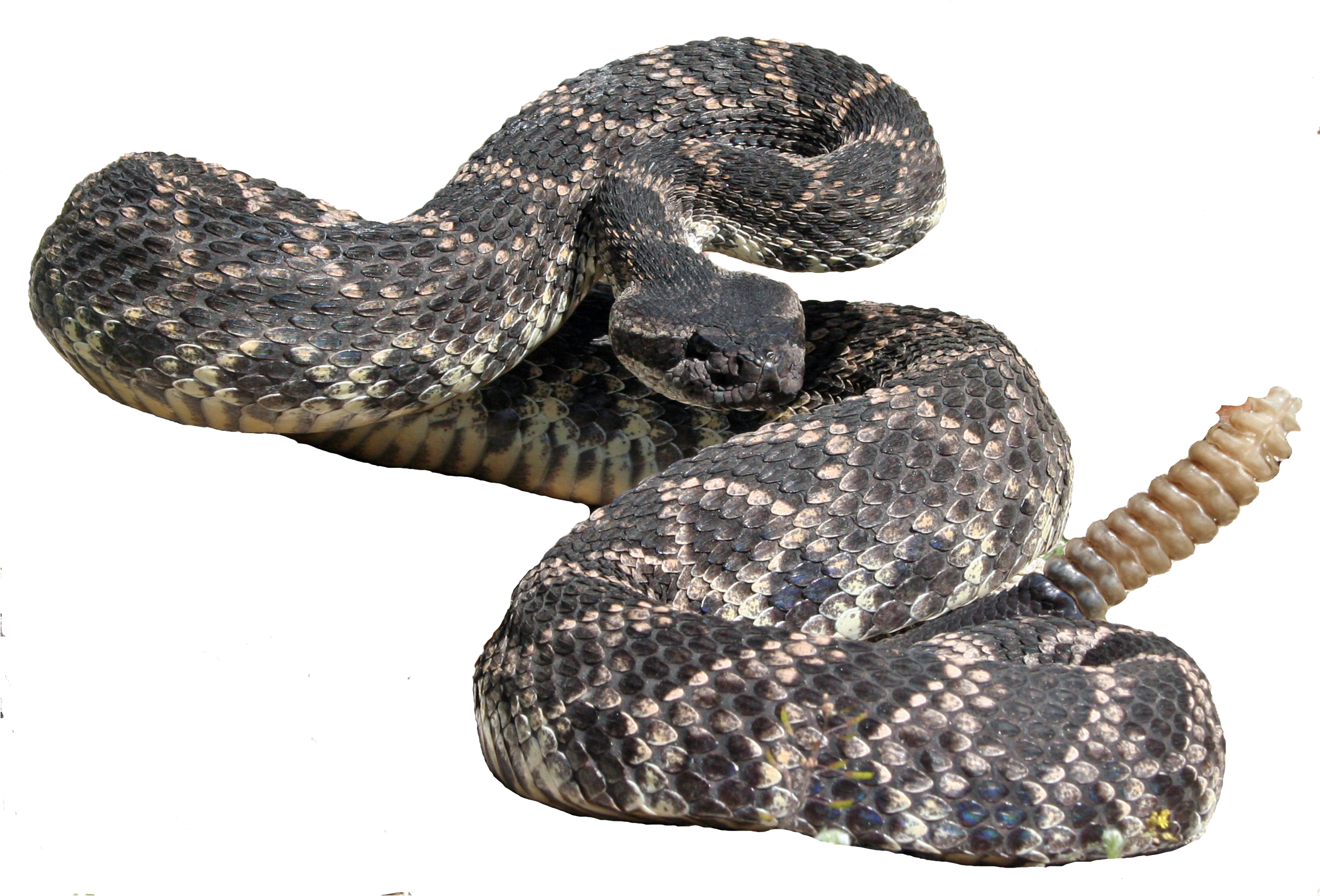 Rattlesnake PNG High Definition Photo Image pngteam.com