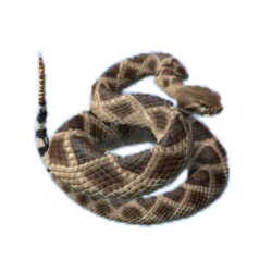 Rattlesnake PNG File