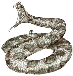 Rattlesnake PNG HQ Image pngteam.com