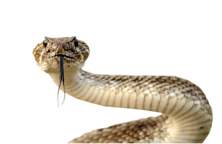 Rattlesnake PNG HQ Image - Rattlesnake Png