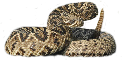 Rattlesnake PNG HD and Transparent pngteam.com