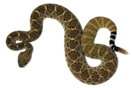 Rattlesnake PNG Image in High Definition pngteam.com