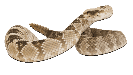 Rattlesnake PNG pngteam.com