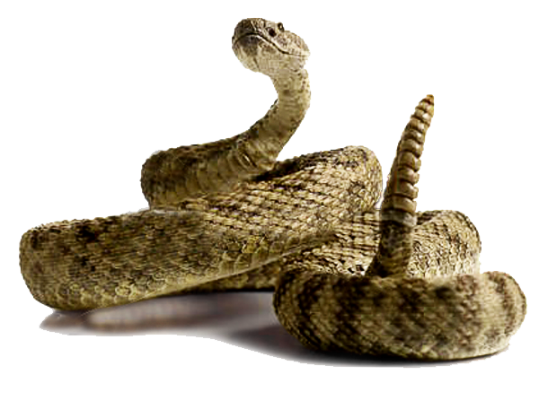 Rattlesnake PNG High Definition Photo Image pngteam.com