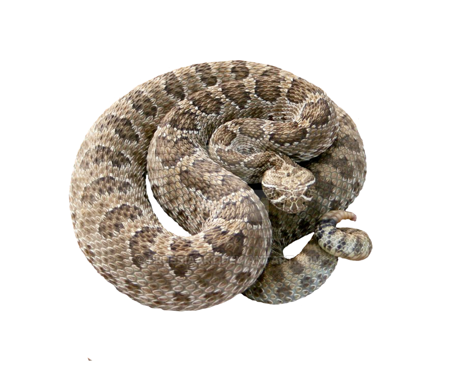 Rattlesnake PNG HD File pngteam.com