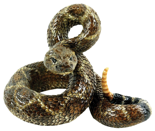 Rattlesnake PNG Transparent pngteam.com