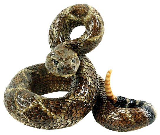 Rattlesnake PNG Transparent Background Images | pngteam.com