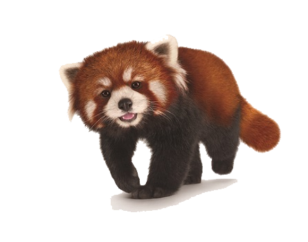 Red Panda PNG HD and HQ Image