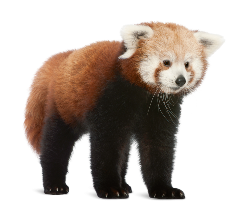 Red Panda Giant PNG File Transparent