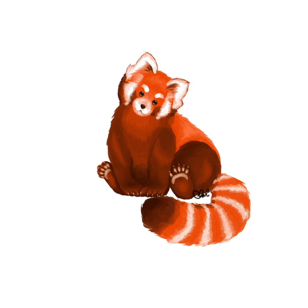 Red Panda Cartoon PNG HD Transparent