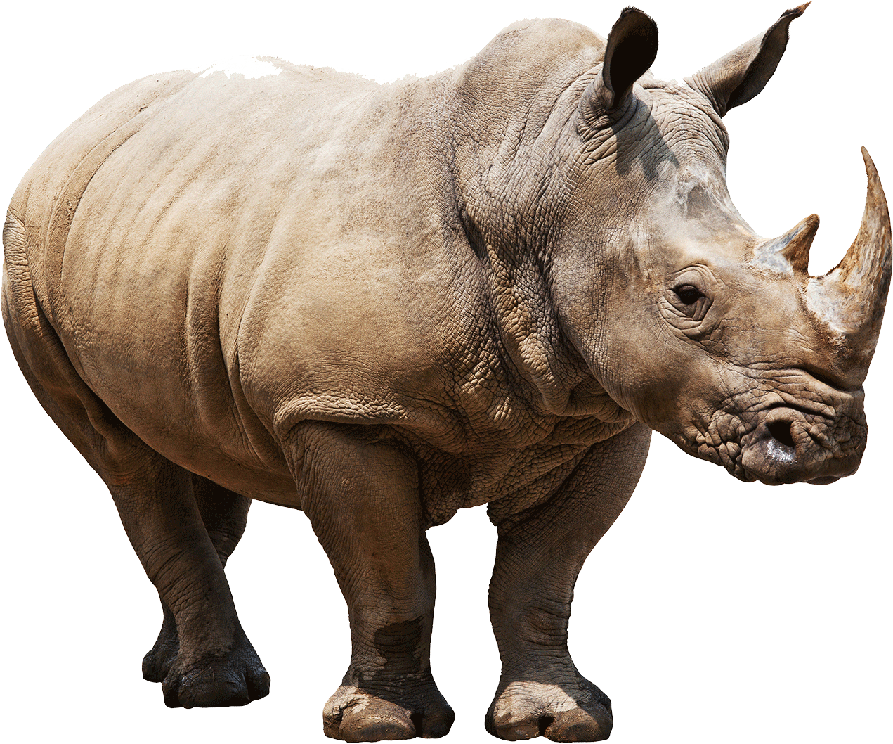 Rhinoceros PNG Image in High Definition pngteam.com