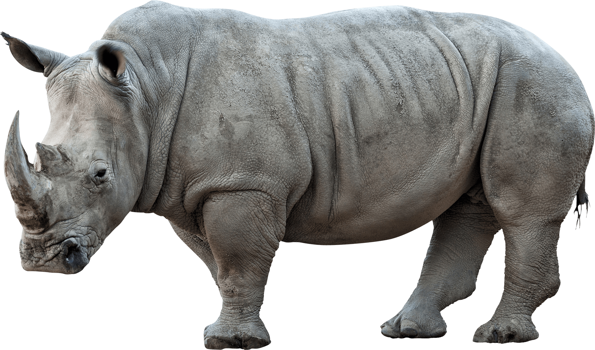 Rhinoceros PNG Image in High Definition