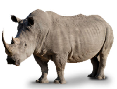 Rhinoceros PNG HD pngteam.com