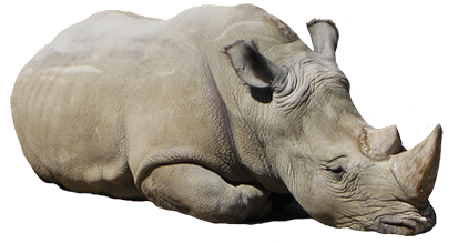 Rhinoceros PNG Transparent pngteam.com