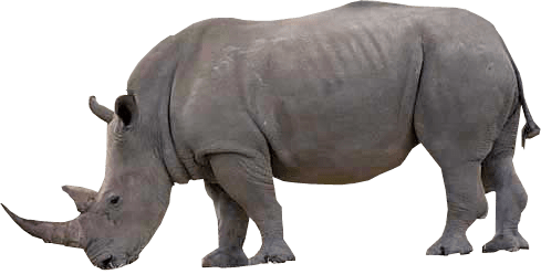Rhinoceros PNG HD Images