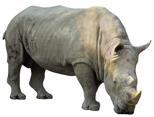 Rhinoceros PNG Transparent