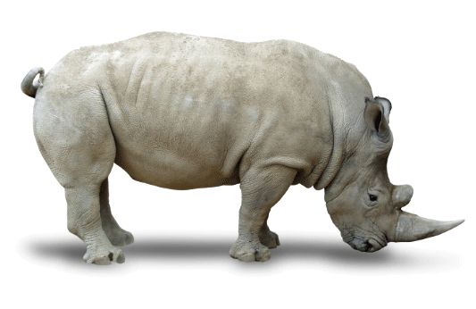 Rhinoceros PNG HD and Transparent pngteam.com
