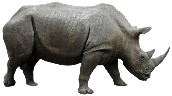 Rhinoceros PNG Photo pngteam.com