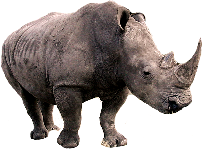 Rhinoceros PNG HQ pngteam.com