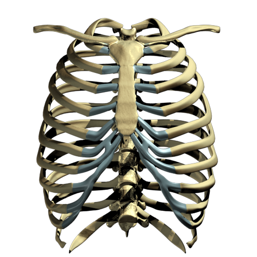 Rib Cage PNG Images