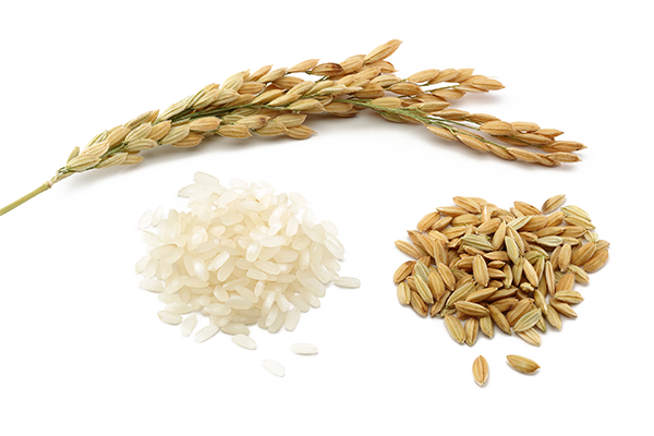 Rice PNG HQ Image pngteam.com