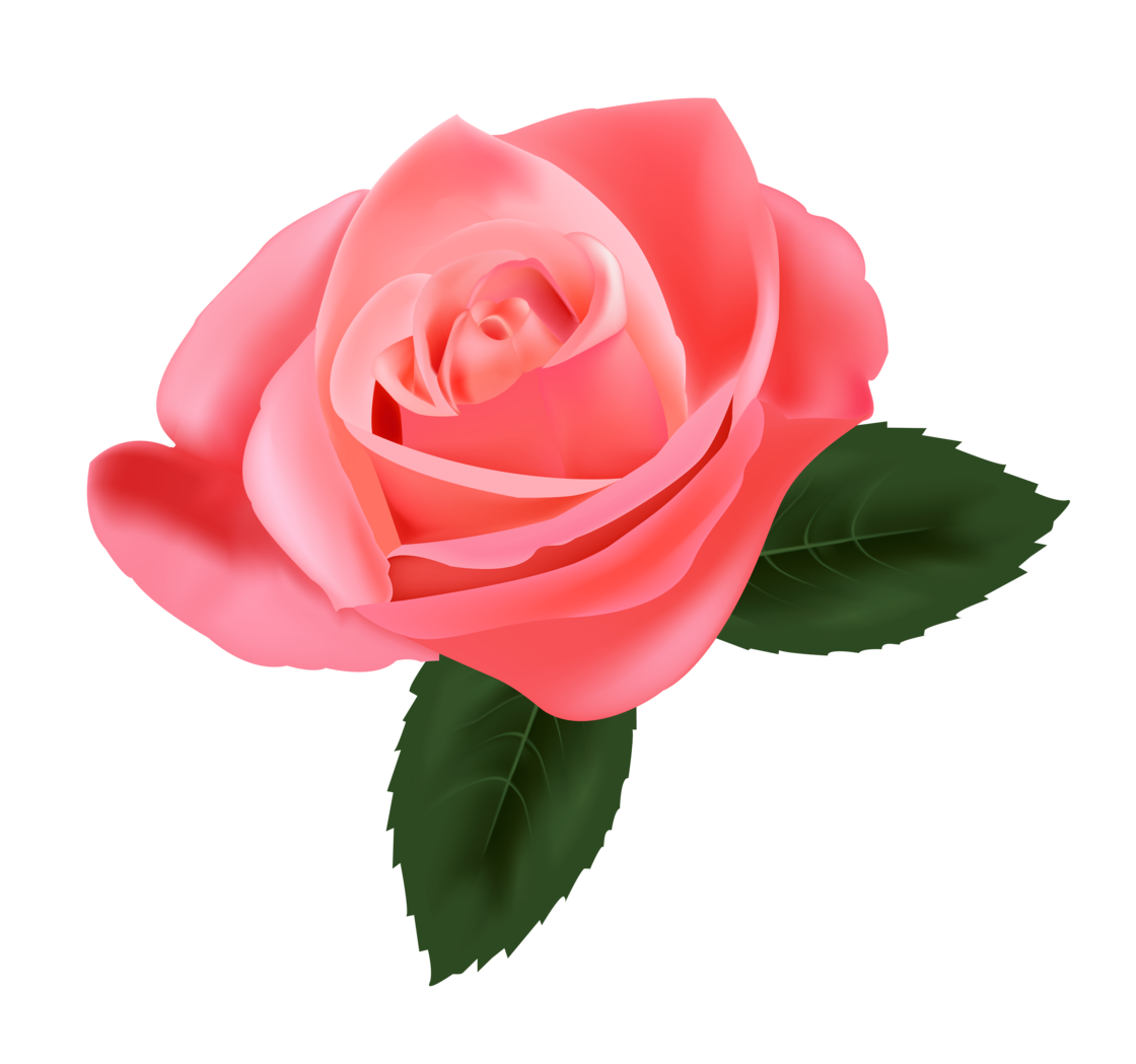 Pink Rose PNG in Transparent - Rose Png