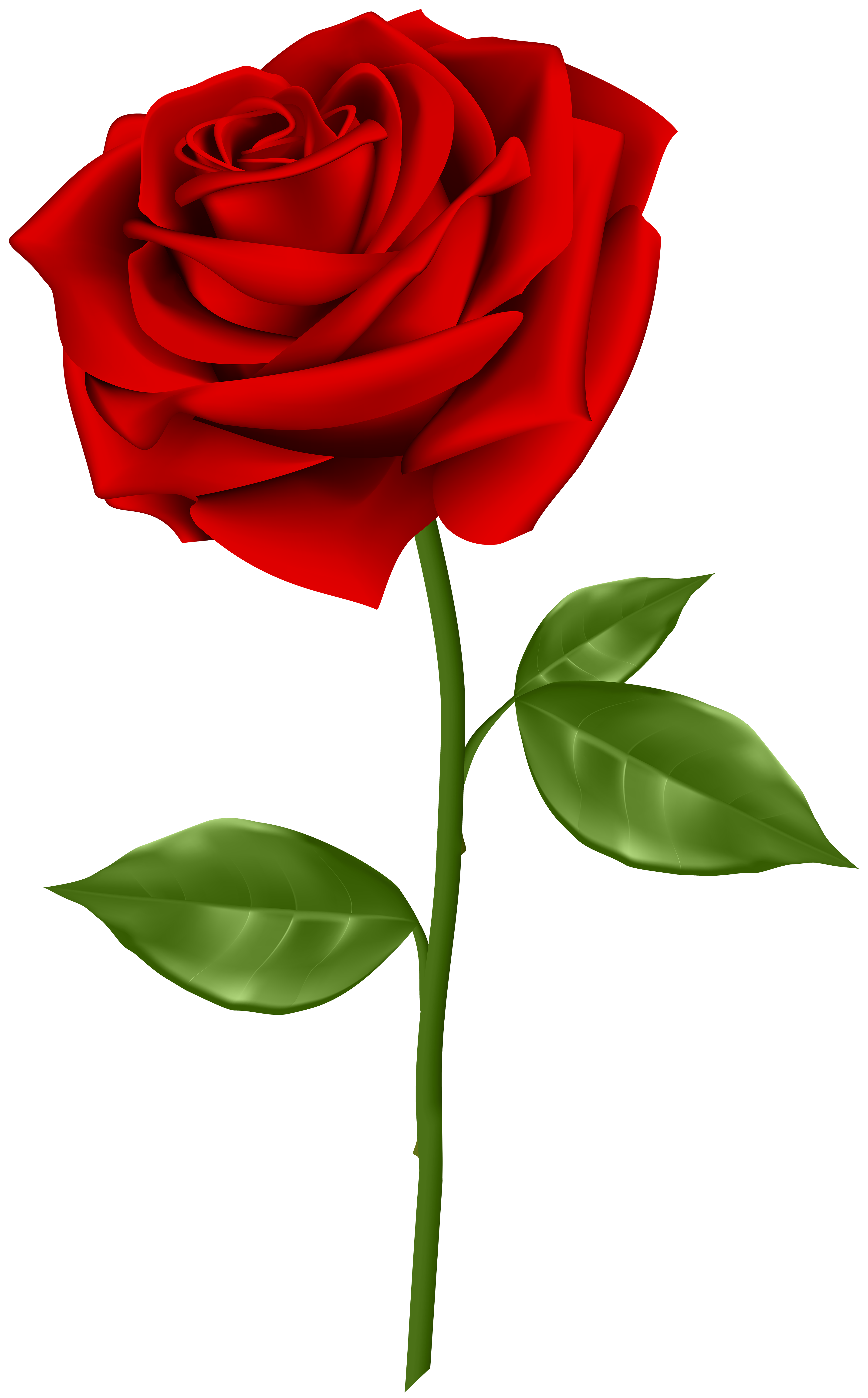 Rose PNG Image in High Definition