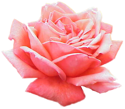 Rose PNG Image in High Definition - Rose Png