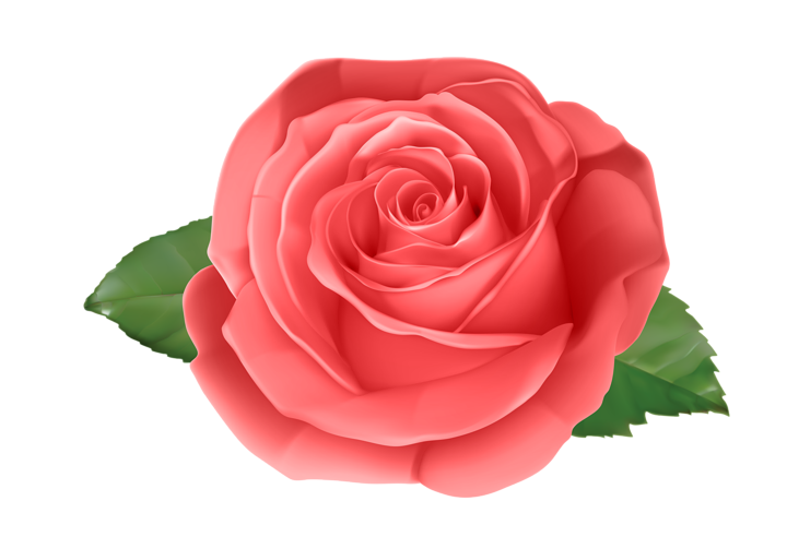 Rose PNG HD - Rose Png