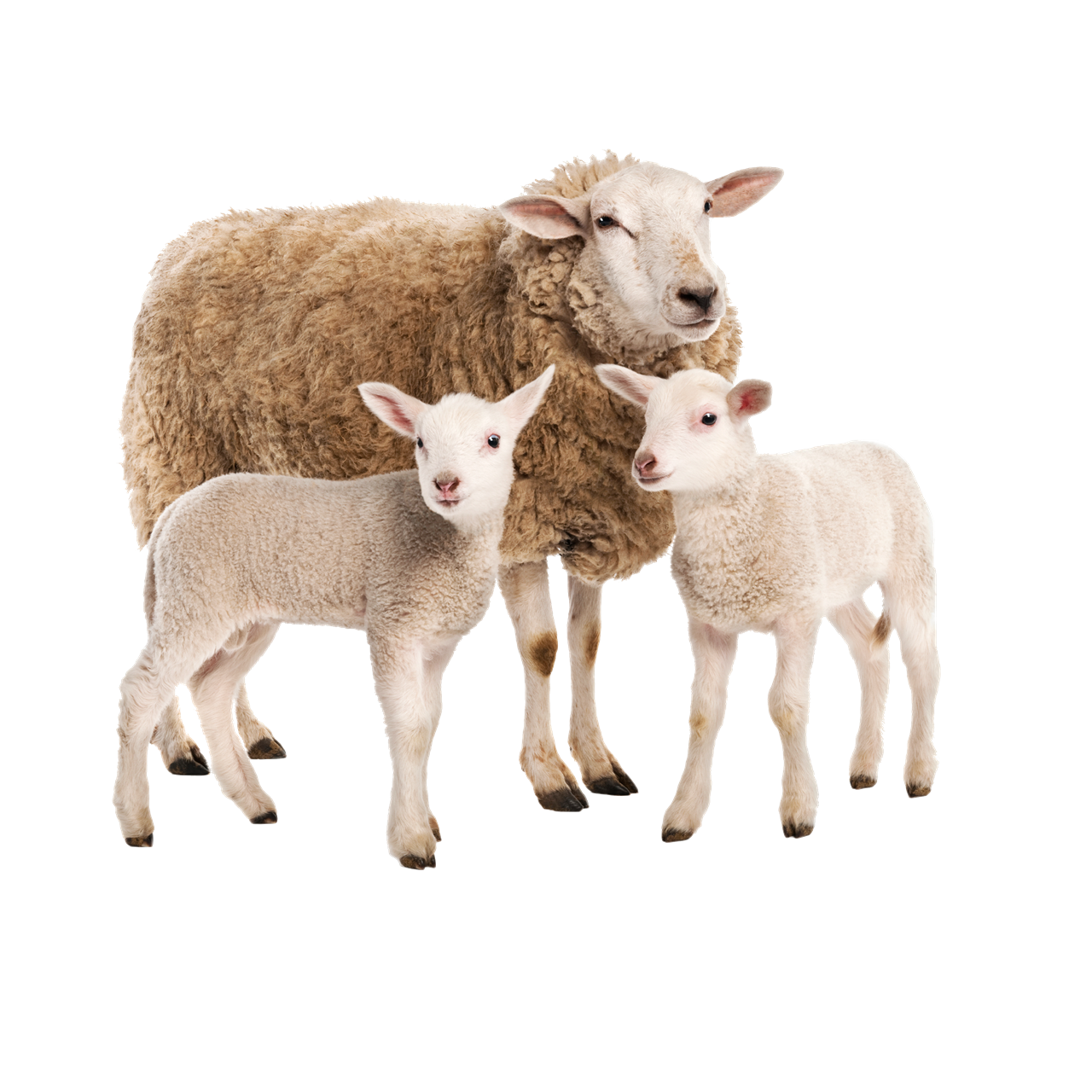 Sheep PNG HD pngteam.com