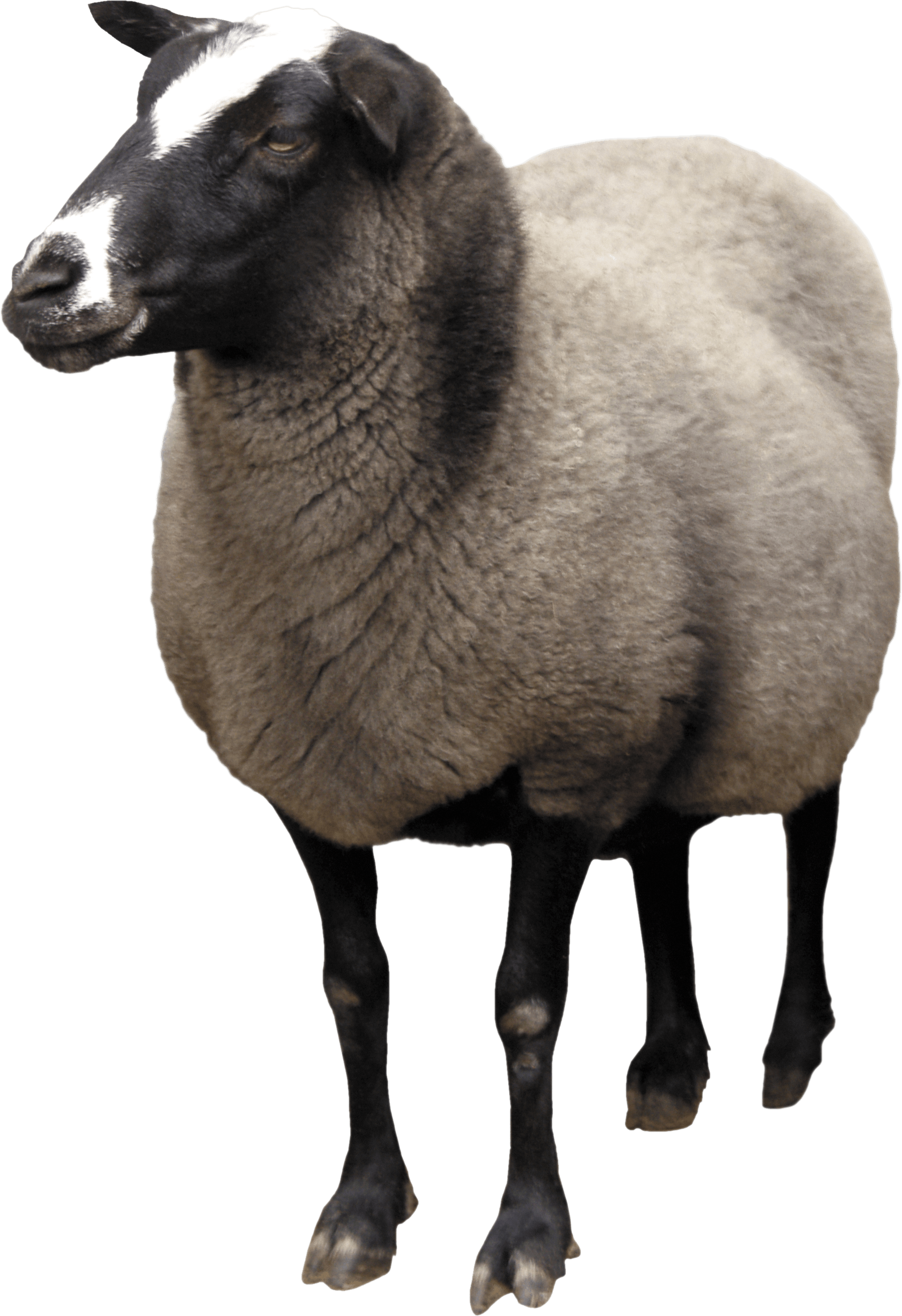 Sheep PNG High Definition Photo Image pngteam.com