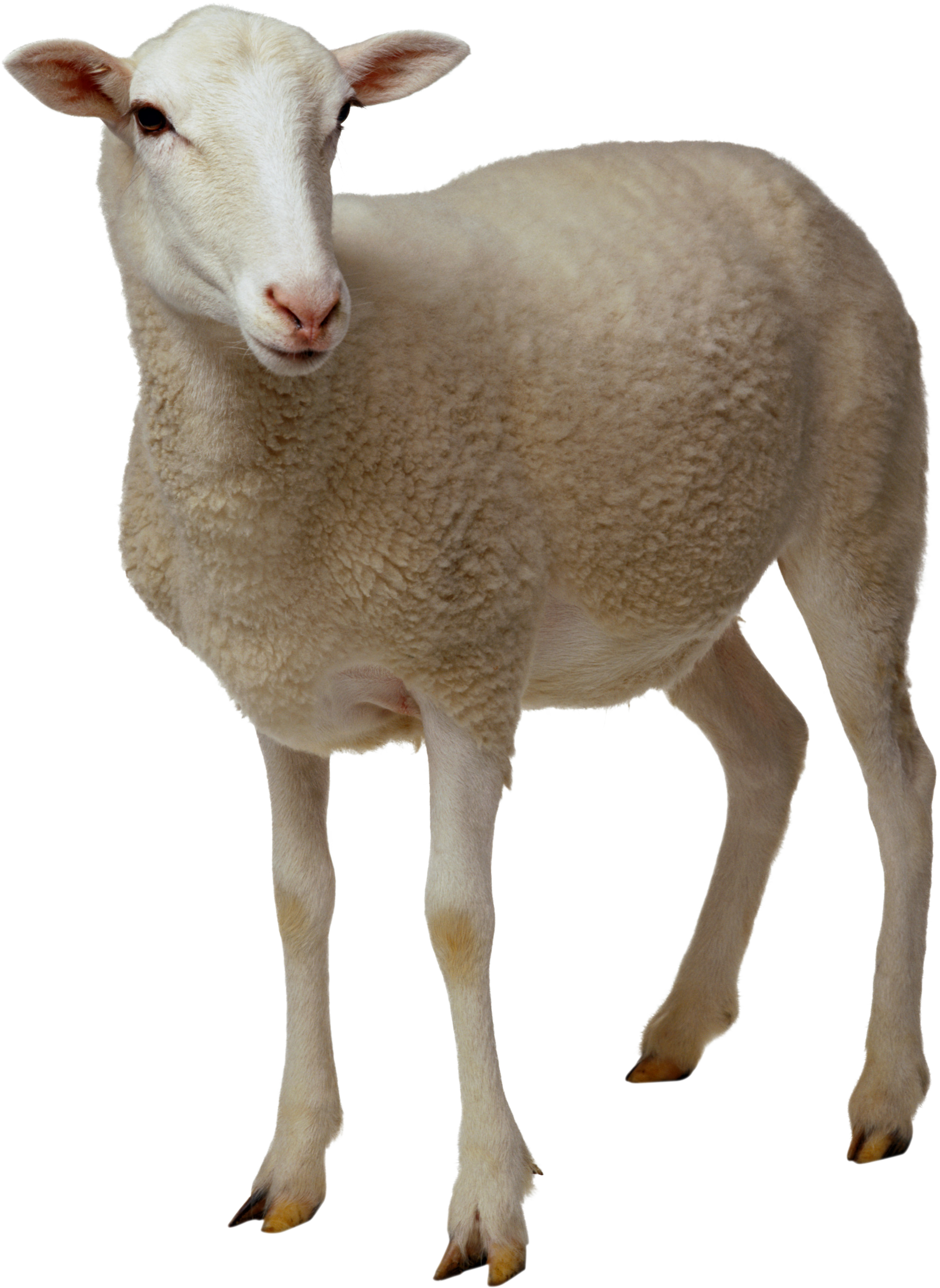 Sheep PNG Photo pngteam.com