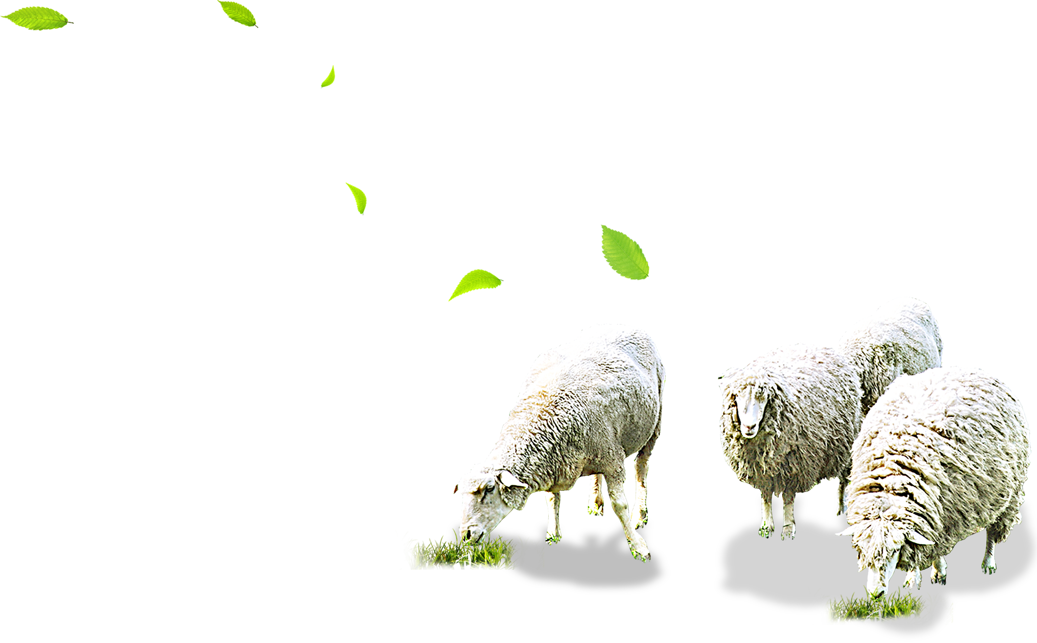 Sheep PNG HD Images pngteam.com