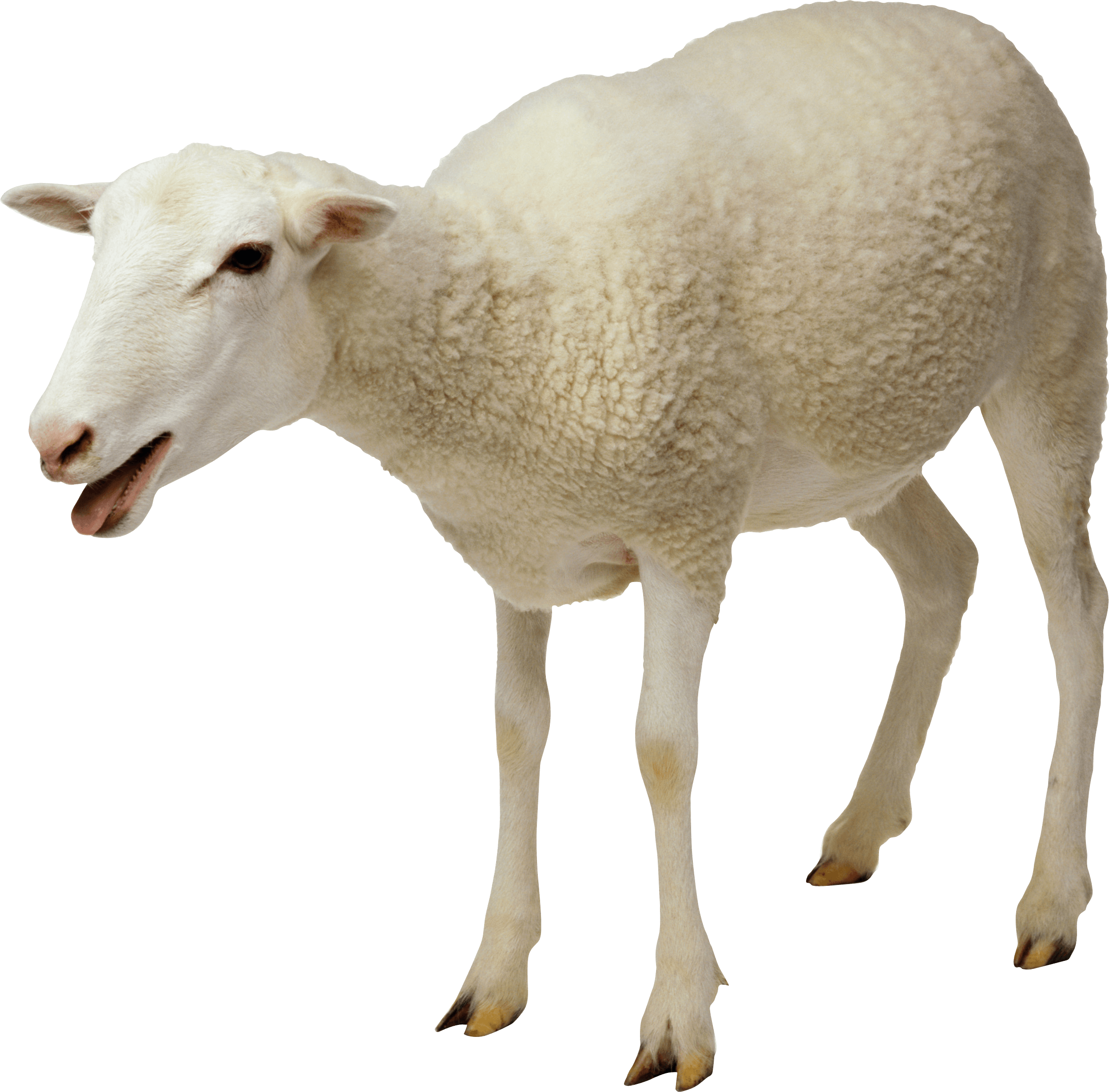 Sheep PNG HD and Transparent pngteam.com