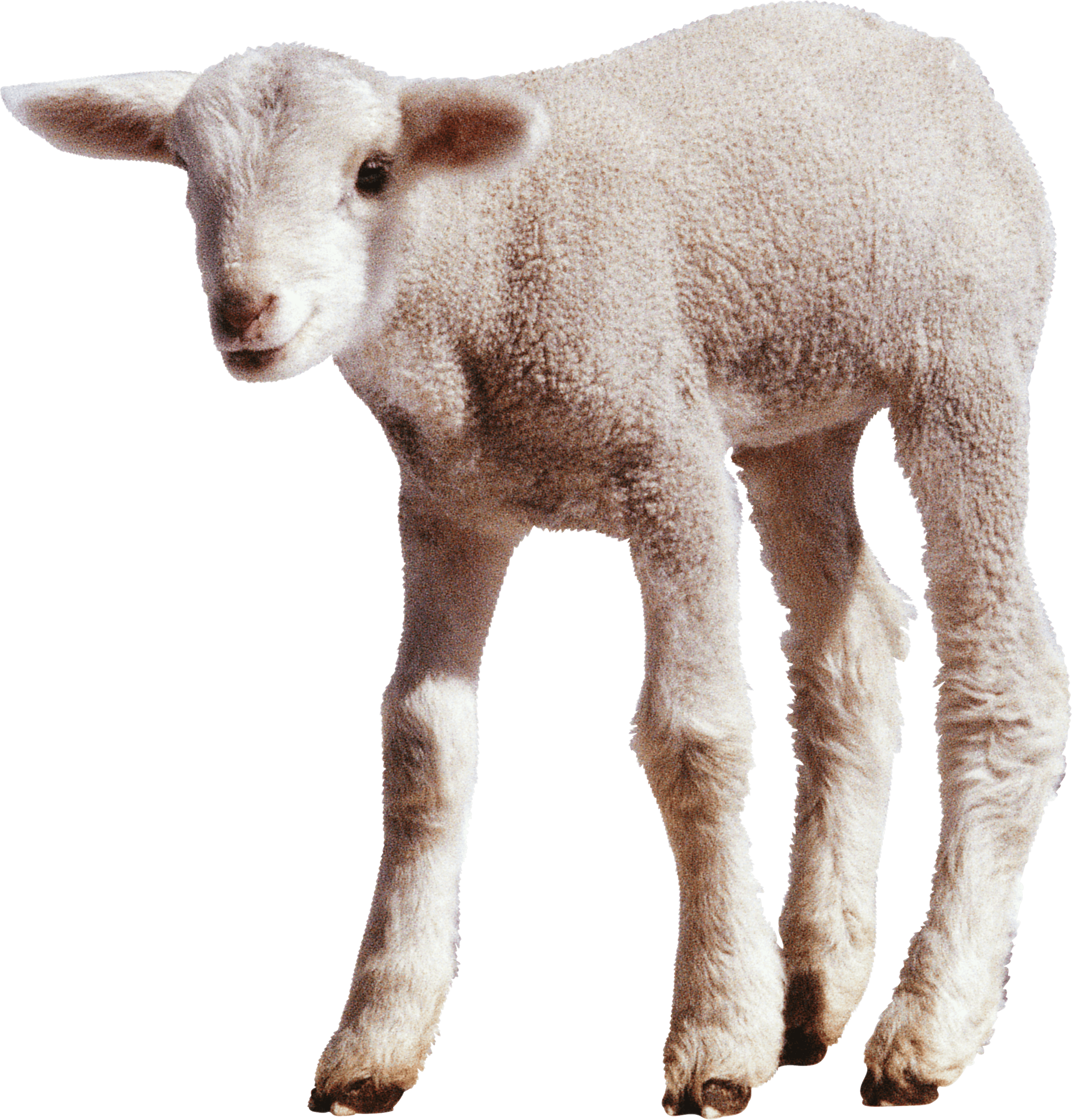 Sheep PNG HQ pngteam.com