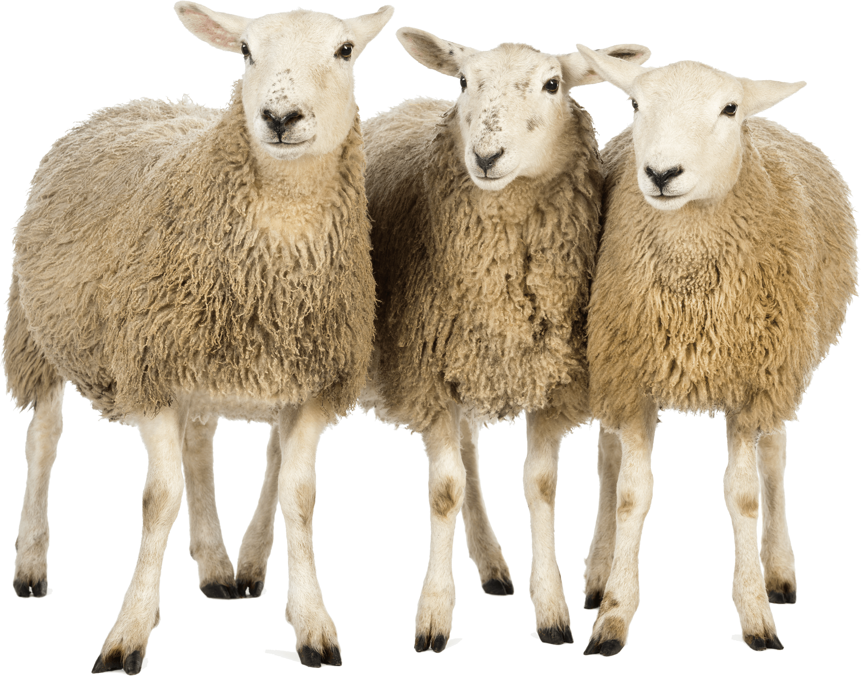 Sheep PNG HD File pngteam.com