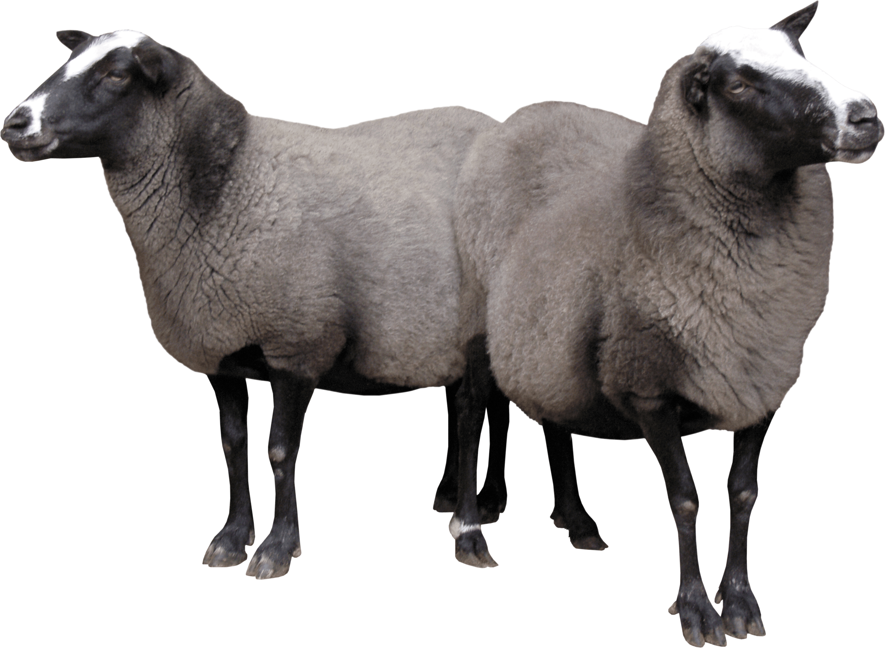 Sheep PNG in Transparent pngteam.com