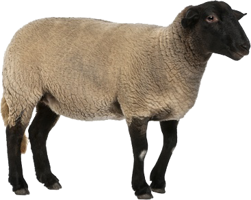 Sheep PNG Image in High Definition pngteam.com