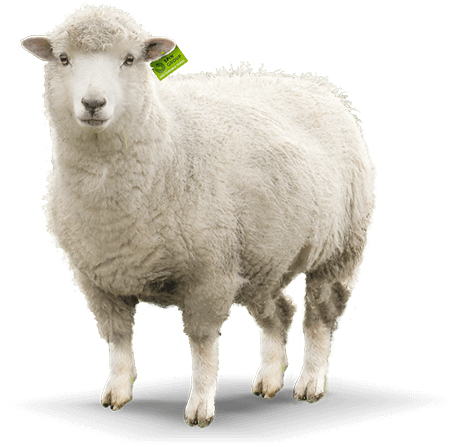 Sheep PNG HD Image pngteam.com