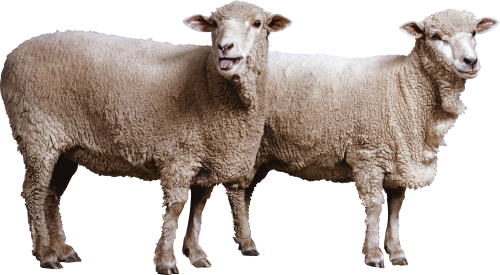 Sheep PNG HD File pngteam.com