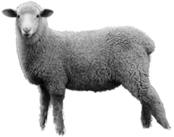 Sheep PNG Best Image pngteam.com