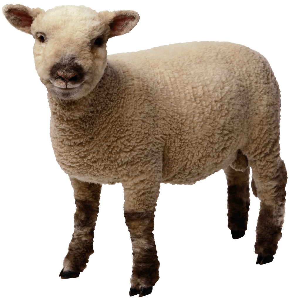 Sheep PNG HD and Transparent pngteam.com