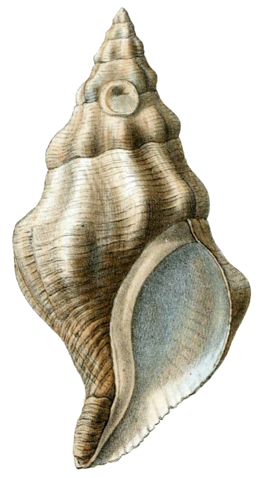 Shell PNG Image in High Definition - Shell Png