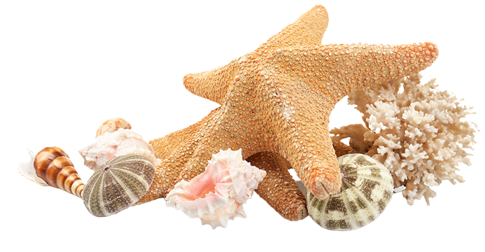 Starfish Beach Transparent Image - Shell Png