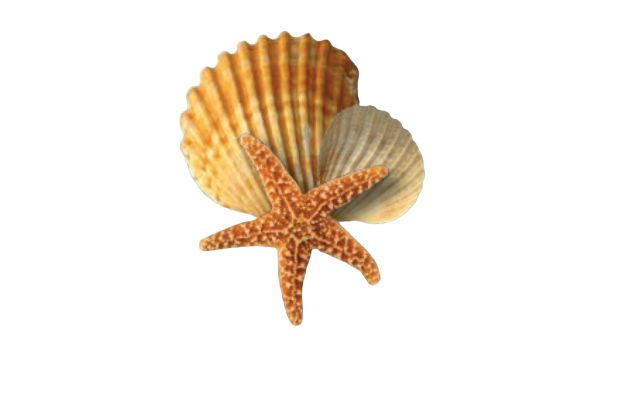Starfish And Seashells Png - Shell Png