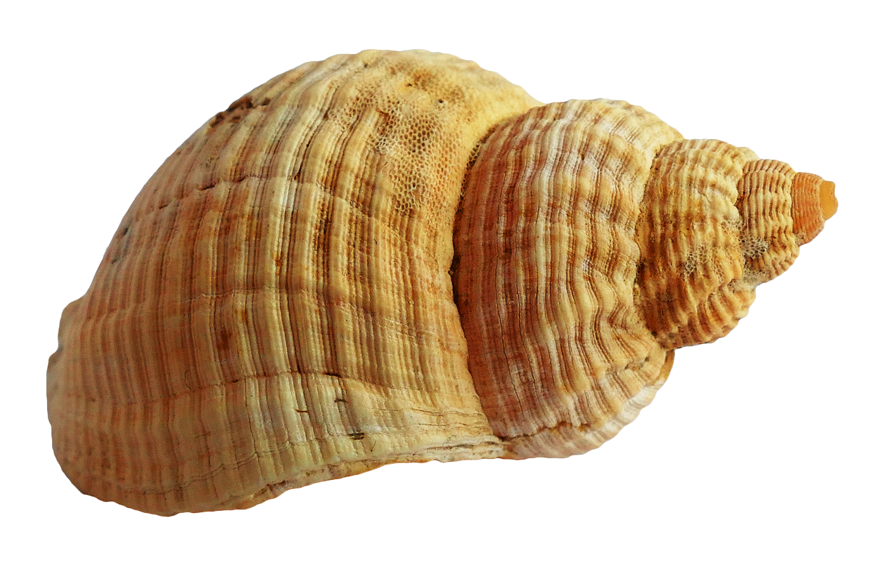 Shell PNG HD - Shell Png