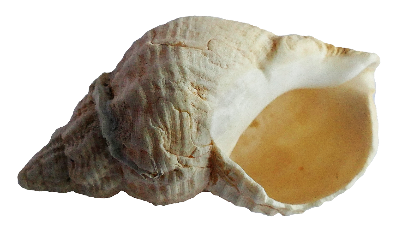 Shell PNG HD Image - Shell Png