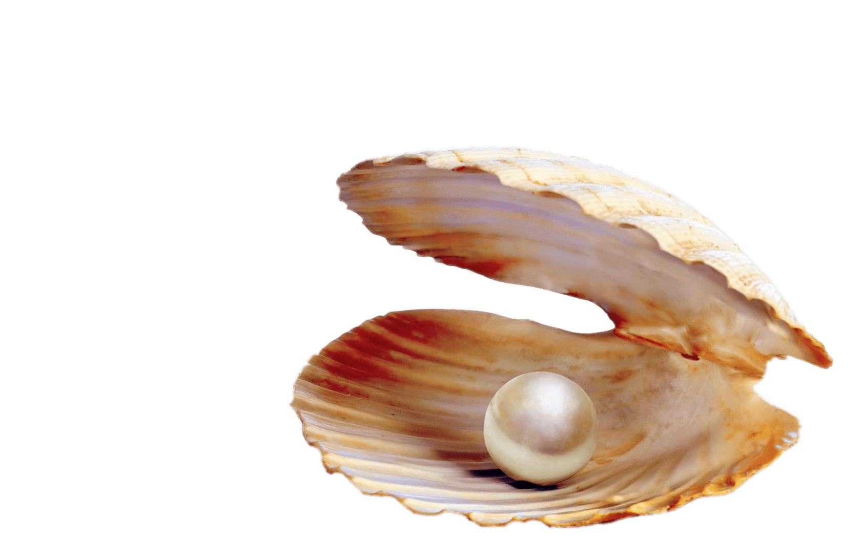 Shell PNG Transparent - Shell Png