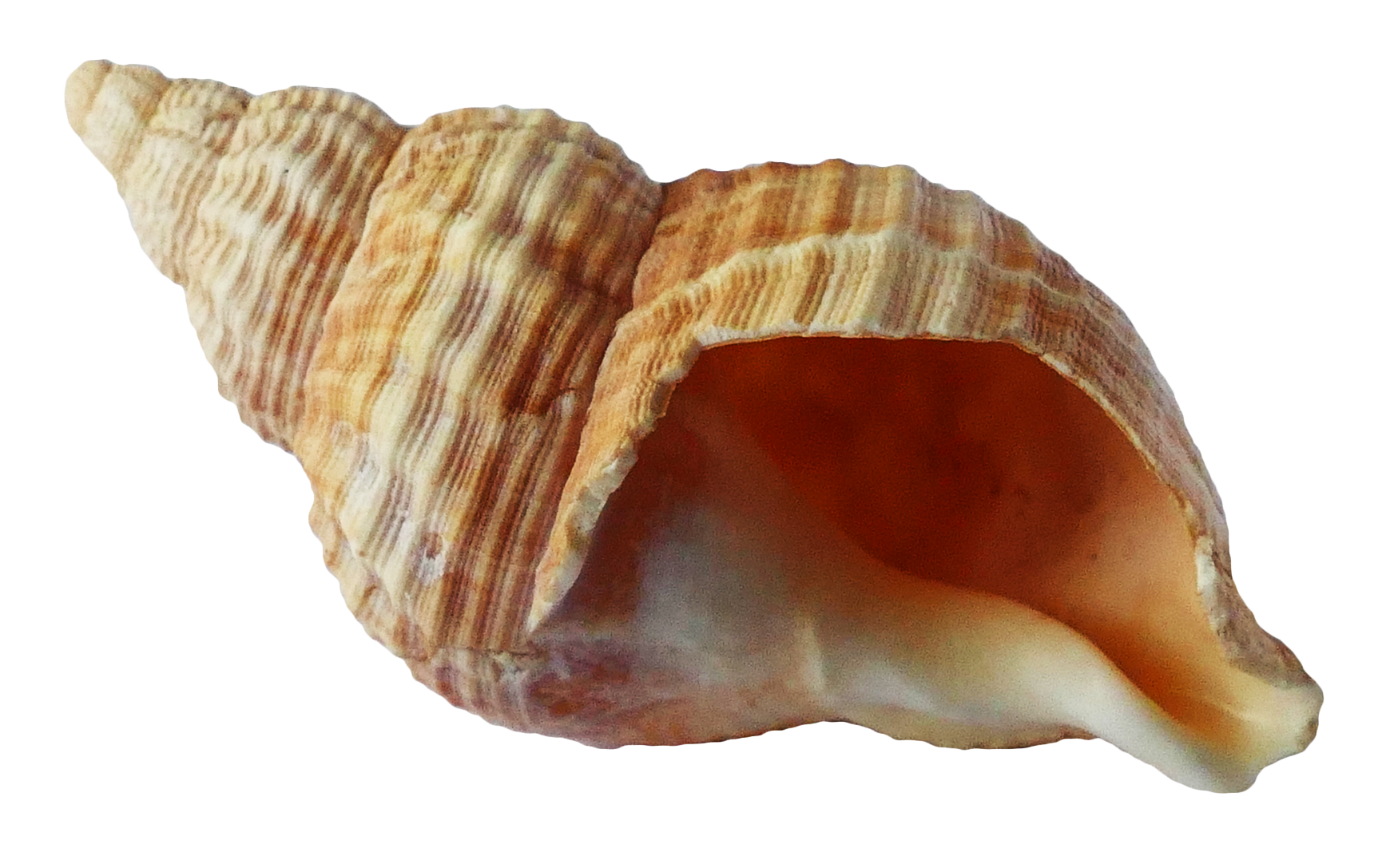 Shell PNG Transparent